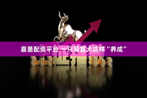 嘉垦配资平台 一只导盲犬这样“养成”